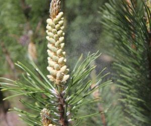 bend-oregon-pine-pollen